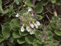 Teucrium pyrenaicum 10, Saxifraga-Willem van Kruijsbergen