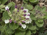 Teucrium pyrenaicum 12, Saxifraga-Willem van Kruijsbergen