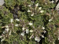 Teucrium pyrenaicum 13, Saxifraga-Willem van Kruijsbergen