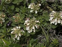 Teucrium pyrenaicum 14, Saxifraga-Willem van Kruijsbergen