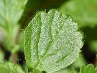 Teucrium pyrenaicum 3, Saxifraga-Sonja Bouwman   Pyrenean germander - Teucrium pyrenaicum - Lamiaceae familie