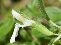 Teucrium pyrenaicum 5, Saxifraga-Sonja Bouwman  Pyrenean germander - Teucrium pyrenaicum - Lamiaceae familie