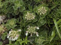 Teucrium pyrenaicum 7, Saxifraga-Willem van Kruijsbergen