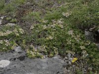 Teucrium pyrenaicum 9, Saxifraga-Willem van Kruijsbergen