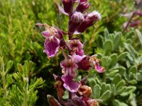 Teucrium salviastrum