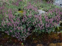 Teucrium salviastrum 2, Saxifraga-Ed Stikvoort