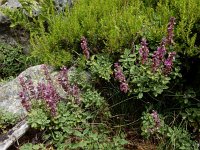 Teucrium salviastrum 3, Saxifraga-Ed Stikvoort