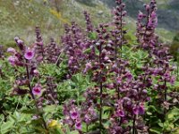 Teucrium salviastrum 4, Saxifraga-Ed Stikvoort