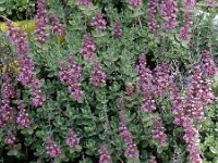 Teucrium salviastrum 5, Saxifraga-Ed Stikvoort