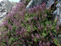 Teucrium salviastrum 6, Saxifraga-Ed Stikvoort