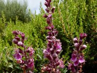 Teucrium salviastrum 7, Saxifraga-Ed Stikvoort