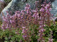 Teucrium salviastrum 8, Saxifraga-Ed Stikvoort