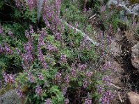 Teucrium salviastrum 9, Saxifraga-Ed Stikvoort