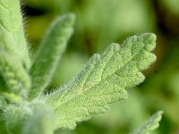 Teucrium scordium 3, Moerasgamander, Saxifraga-Sonja Bouwman  1047. Moerasgamander - Teucrium scordium - Lamiaceae familie (i)