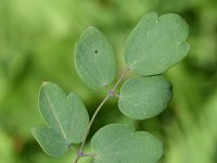 Thalictrum delavayi