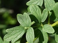 Thalictrum flavum 25, Poelruit, Saxifraga-Sonja Bouwman