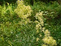 Thalictrum lucidum 4, Saxifraga-Hans Grotenhuis