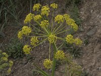 Thapsia villosa 22, Saxifraga-Willem van Kruijsbergen