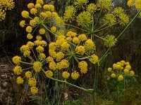 Thapsia villosa 26, Saxifraga-Ed Stikvoort