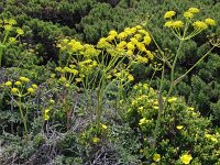 Thapsia villosa 28, Saxifraga-Hans Grotenhuis