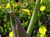 Thapsia villosa 30, Saxifraga-Hans Grotenhuis