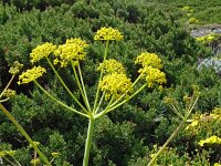Thapsia villosa 31, Saxifraga-Hans Grotenhuis