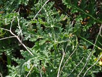 Thapsia villosa 32, Saxifraga-Hans Grotenhuis