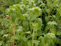 Theligonum cynocrambe