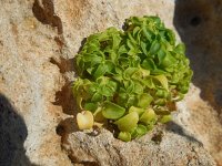 Theligonum cynocrambe 2, Saxifraga-Ed Stikvoort