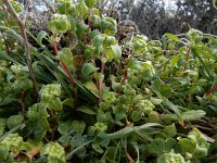 Theligonum cynocrambe 3, Saxifraga-Ed Stikvoort