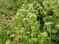 Theligonum cynocrambe 4, Saxifraga-Ed Stikvoort