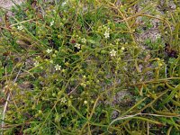 Thesium humifusum 6, Liggend bergvlas, Saxifraga-