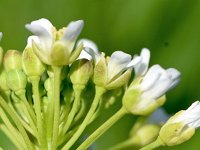 Thlaspi alliaceum 3, Saxifraga-Sonja Bouwman  1053. Garlic pennycress - Thlaspi alliaceum - Brassicaceae familie (zw)