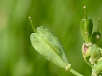 Thlaspi bellidifolium