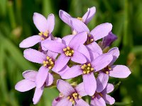 Thlaspi bellidifolium 2, Saxifraga-Sonja Bouwman  Thlaspi bellidifolium - Brassicacea familie