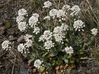 Thlaspi caerulescens 22, Zinkboerenkers, Saxifraga-Willem van Kruijsbergen