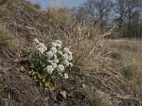 Thlaspi caerulescens 23, Zinkboerenkers, Saxifraga-Willem van Kruijsbergen