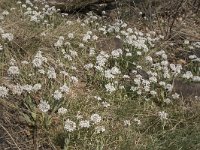 Thlaspi caerulescens 24, Zinkboerenkers, Saxifraga-Willem van Kruijsbergen