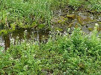 Thlaspi caerulescens 30, Zinkboerenkers, Saxifraga-Hans Grotenhuis