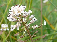 Thlaspi caerulescens 31, Zinkboerenkers, Saxifraga-Hans Grotenhuis