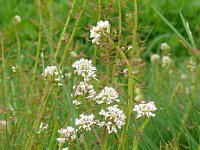 Thlaspi caerulescens 32, Zinkboerenkers, Saxifraga-Hans Grotenhuis