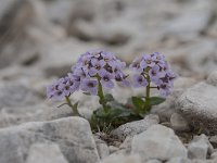 Thlaspi rotundifolium 34, Saxifraga-Luuk Vermeer