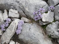 Thlaspi rotundifolium 35, Saxifraga-Luuk Vermeer