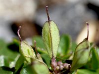 Thlaspi rotundifolium 36, Saxifraga-Sonja Bouwman  Round-leaved pennycress - Thlaspi rotundifolium - Brassicaceae familie