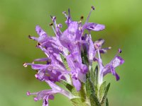 Thymbra capitata 3, Saxifraga-Sonja Bouwman  Kegeltijm - Thymus capitatus (syn Thymbra capitata) - Lamiaceae familie