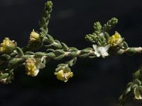 Thymelaea hirsuta 10, Saxifraga-Willem van Kruijsbergen