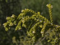 Thymelaea hirsuta 11, Saxifraga-Willem van Kruijsbergen