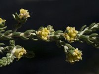 Thymelaea hirsuta 12, Saxifraga-Willem van Kruijsbergen