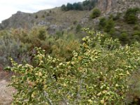 Thymelaea hirsuta 13, Saxifraga-Ed Stikvoort