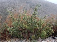 Thymelaea hirsuta 14, Saxifraga-Ed Stikvoort